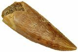 Serrated, Raptor Premaxillary Tooth - Real Dinosaur Tooth #291531-1